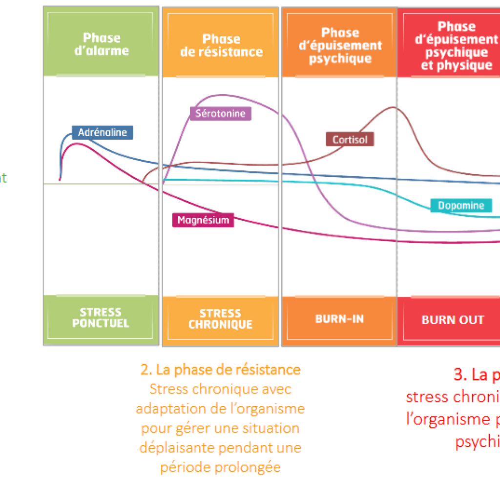 Phases Du Stress Hormones Et Neurotransmetteurs Objectif Detox