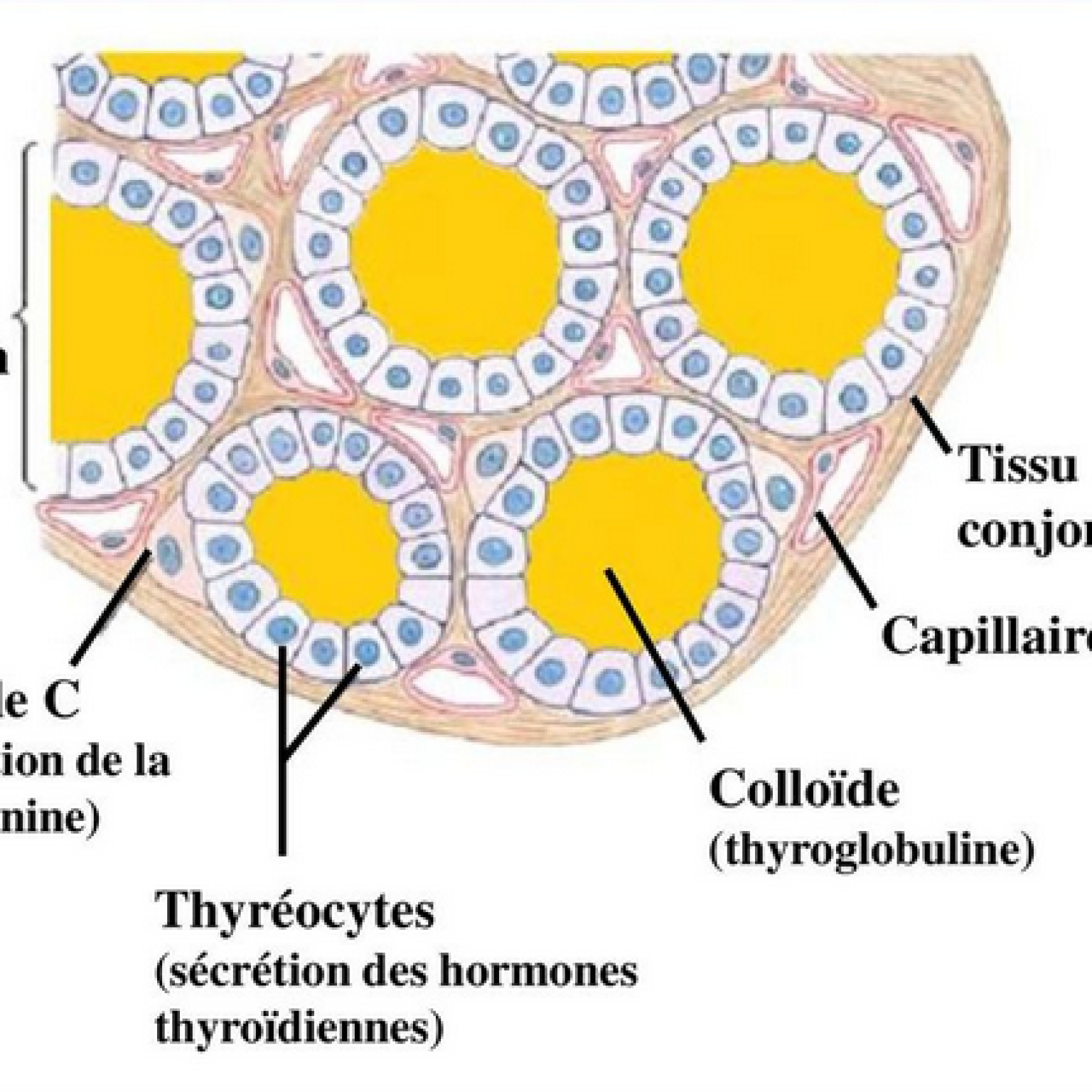 Fonctionnement Thyro dien Tradition Science fonctionnement-thyro-dien-tradition-science